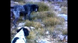 ΚΥΝΗΓΙ ΤΡΥΓΟΝΙΟΥ ΚΑΙ ΟΡΤΥΚΙΟΥ ΣΤΗ ΜΑΝΗ-ΤΟ ΚΥΝΗΓΙ ΚΑΙ ΤΑ ΜΥΣΤΙΚΑ TOY No11