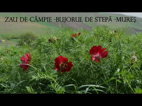 Bujorul de stepă      -Zau de Câmpie    -Județul Mureș