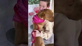 Video preview image #1 American Pit Bull Terrier Puppy For Sale in Hillsboro, NH, USA