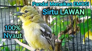 Download lagu SIRTU GACOR PANDAI MEMANCING EMOSI LAWAN - SIRTU/CIPOH GACOR NYAUT SEMUA mp3 Download lagu SIRTU GACOR PANDAI MEMANCING EMOSI LAWAN - SIRTU/CIPOH GACOR NYAUT SEMUA mp3