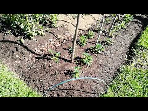 Odlingslott juni 14 2020