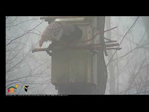 Barred Owls: the morning briefing  at the nest box 3/25/20