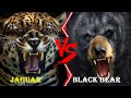 Jaguar VS Black Bear Jaguar VS Black Bear Who Would Win