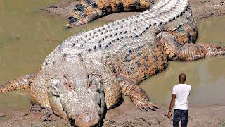 Unglaubliche Krokodil-Momente mit der Kamera festg
