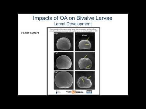 Webinar: Ocean Acidification Perspectives from Shellfish Industry