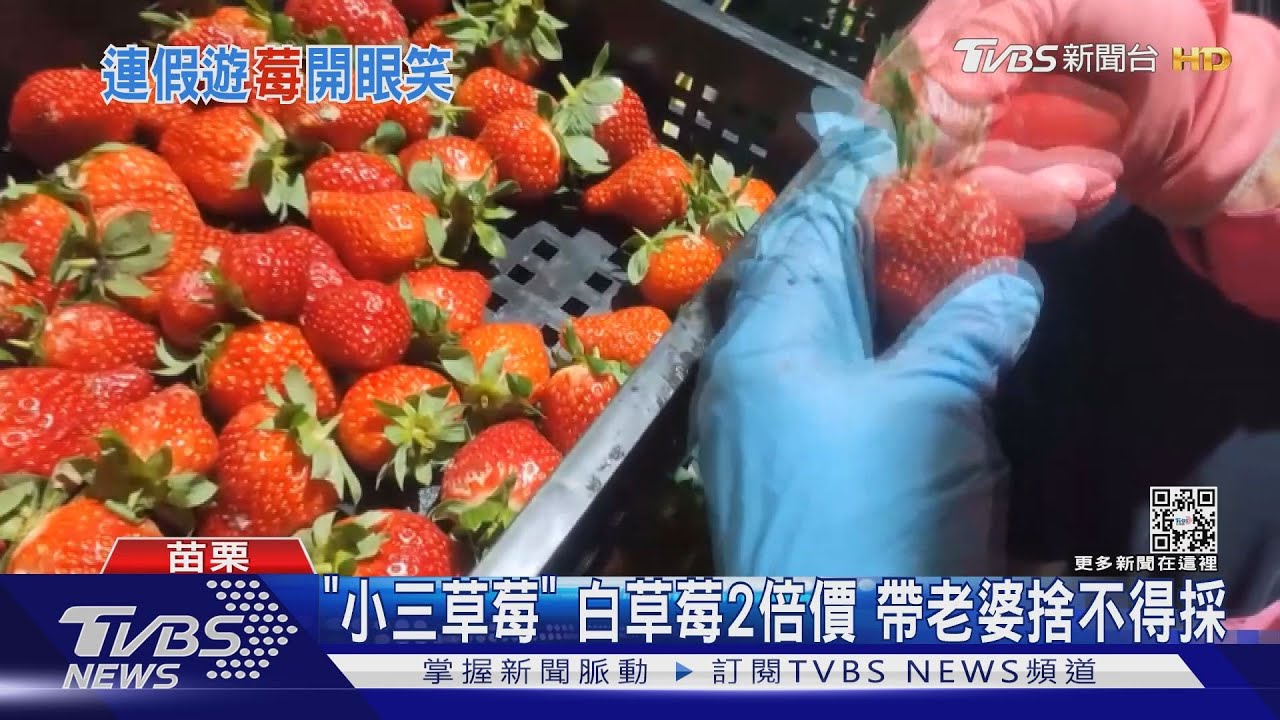 「小三草莓」白草莓2倍價　帶老婆捨不得採