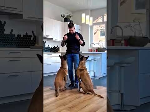 #usa🇺🇸#dogsoftiktok #malinois#k9#k9protection #k9trainer#trending #viralvideo#fyp#k9handler #newyork