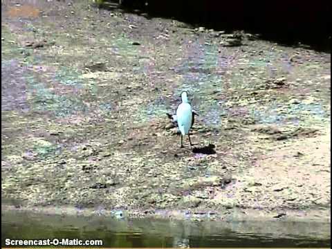 Curious Egret vs Blacksmith Plover