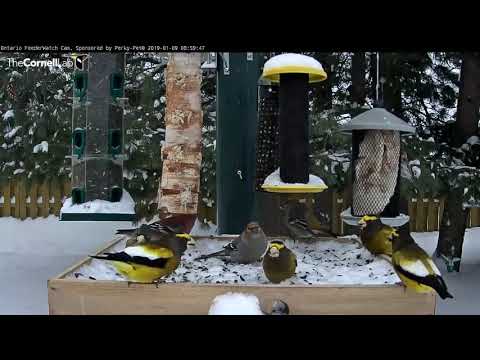 One Packed Platform On The Ontario FeederWatch Cam – Jan. 9, 2019