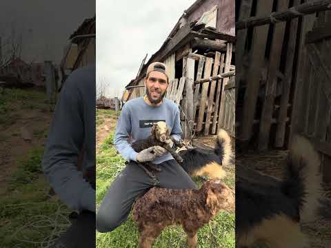 Барашек Рокки стал батей🤣