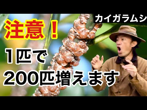 キョウチクトウのカイガラムシ: 本当に役立つものは何ですか? 植物