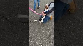 Video preview image #1 Cheagle Puppy For Sale in Arlington, WA, USA