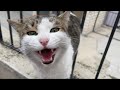 Beautiful Kitten Meowed Loudly Because He Is Very Hungry