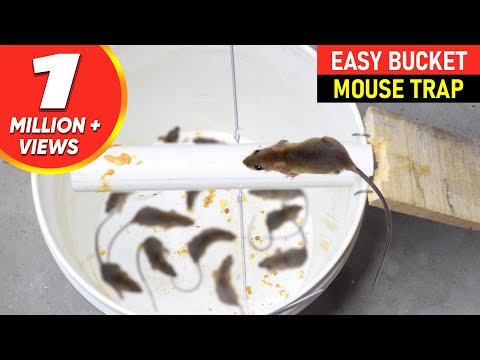 Mouse Trap Bucket || Rat Trap Homemade || Best Mouse Trap