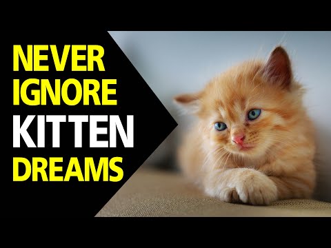 What does Kitten in dream meaning || Dreaming of Kittens || Kitten dream interpretation