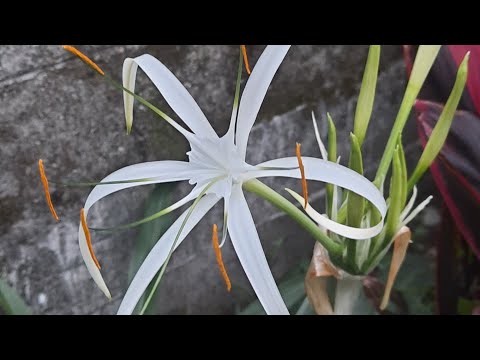 beautiful flowers of summer . spider  lily ,....... (Pranita's garden in hindi)