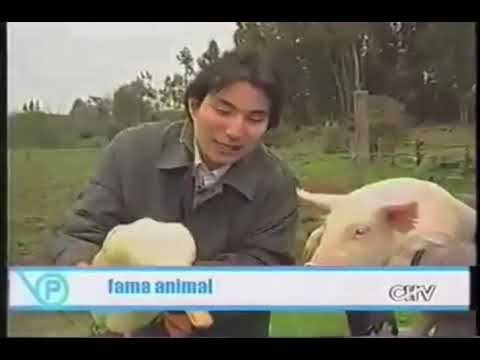 Felipe Avello - 48 horas de Fama animal.