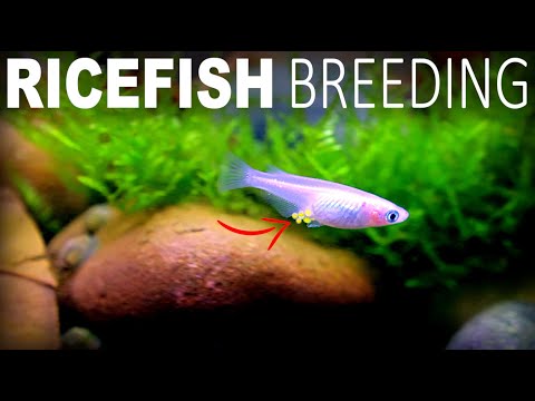 The Ricefish Are Breeding: Spring In The Fish Room