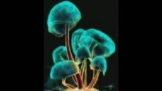 morbid angel place of many deaths