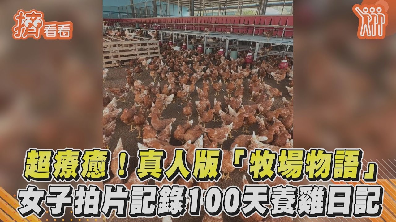 真人版「牧場物語」　女子拍片記錄100天養雞日記