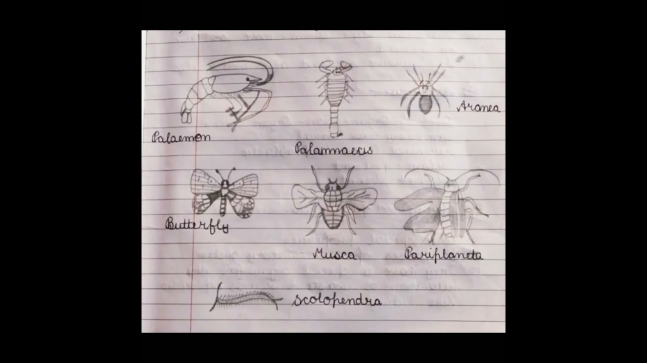 Phylum Arthropoda easy diagrams_APK Studio