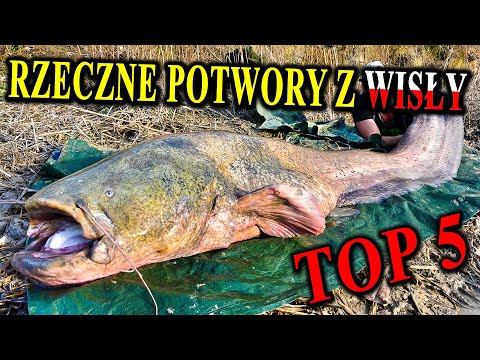 Rzeczne Potwory z WISŁY - Top 5 Polskich Ryb Drapieżnych