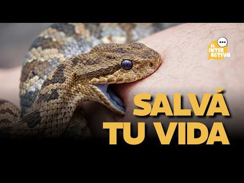 MORDEDURA DE YARARÁ: Qué hacer y qué NUNCA hacer 🐍🚫 Entrevista con toxicólogo