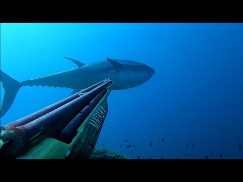 Furia del Tonno stimato intorno ai 200kg