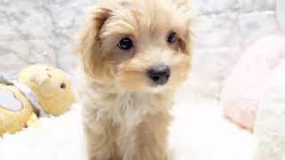 ハーフ犬の動画01