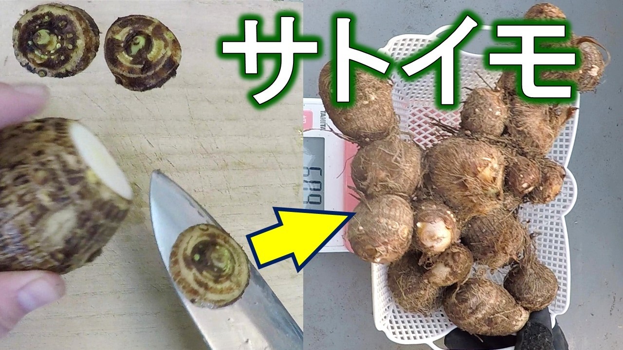 サトイモの皮はすてるな！　再生栽培で100倍以上に成長する