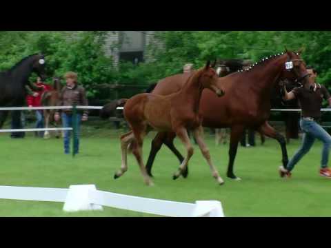 Stf v Follow Me x San Amour I 2016