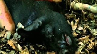 Lord of the Flies -NIN- Piggy/March of the Pigs music video
