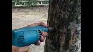 preview picture of video 'TEKNIK INOKULASI GAHARU dengan Stick bambu dan Fusarium'