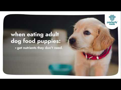 Pawfectly Made - Puppy Food vs Adult Dog Food