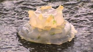 preview picture of video 'Dead Jellyfish Near Rostegoff, Telgruc-sur-Mer, Brittany, France 23rd July 2010'