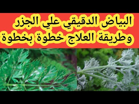 , title : 'مرض البياض الدقيقي علي الجزر وطريقة العلاج خطوة بخطوة'