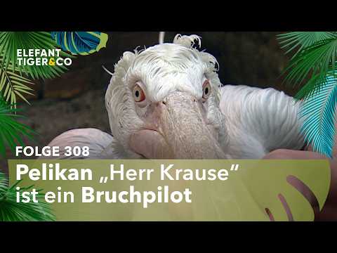 Dauerpatient auf dem Weg der Besserung (Folge 308) | Elefant, Tiger & Co. | MDR