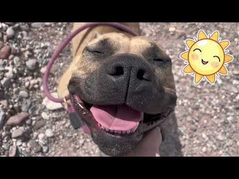 Nessie, an adoptable Staffordshire Bull Terrier Mix in Williamsburg, NM_image-1