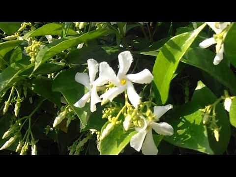 Jazmín de leche o jazmín de invierno: Trachelospermum jasminoides