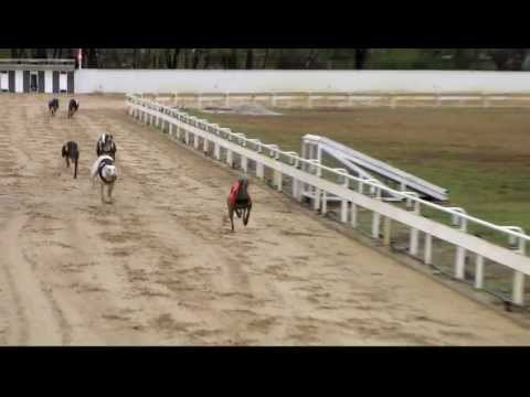 Alsonemedi_SILVER LINE_race