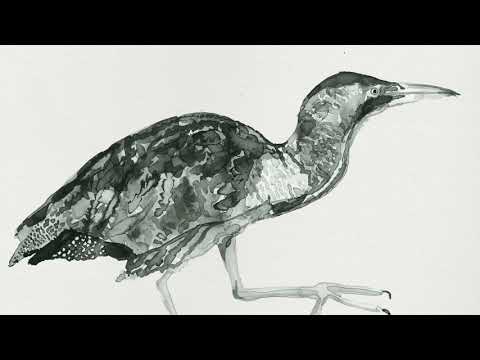 Video thumbnail for Bittern