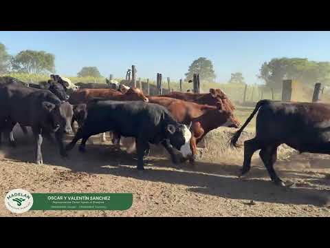 POITOM _ 40 TERNEROS de 250 kg en TIMOTE, CARLOS TEJEDOR, BUENOS AIRES 05-01-2026