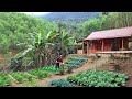 Full Video Mountain Gardening Building Organic Vegetable Garden Harvesting Vegetables