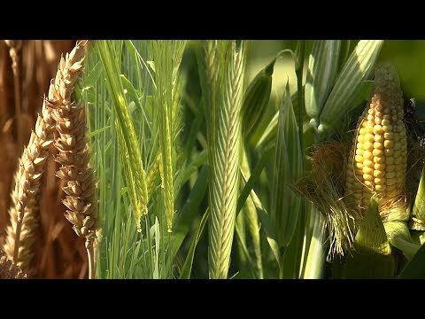 Agrarpflanzen, Getreidesorten - Trailer