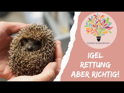 Igel im Garten: Schutz & Lebensraum