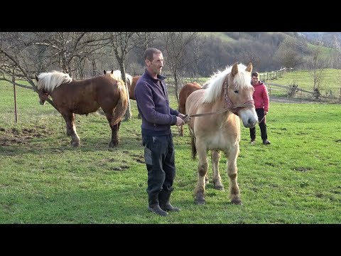 Manjii lui Nicusor de la Abrud, Alba - 2021 Nou !!!