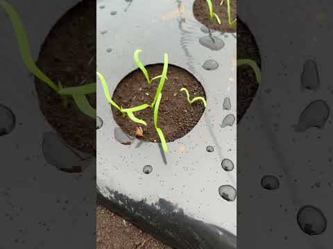 苗にはどんな土を使えばいいのでしょうか？種子の発芽を保証する混合物はこちらです。  庭園