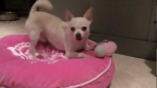 CUTEST DOG EVER! - HattyCakes BakersMan
