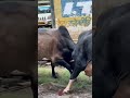 Zabardast Fighting Shorts Bullfight Fight Livefight Followme Popular Onelifebaby