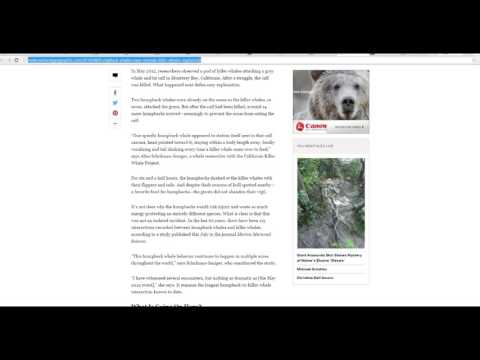 Humpback whales fight Orcas to protect other species  Why?